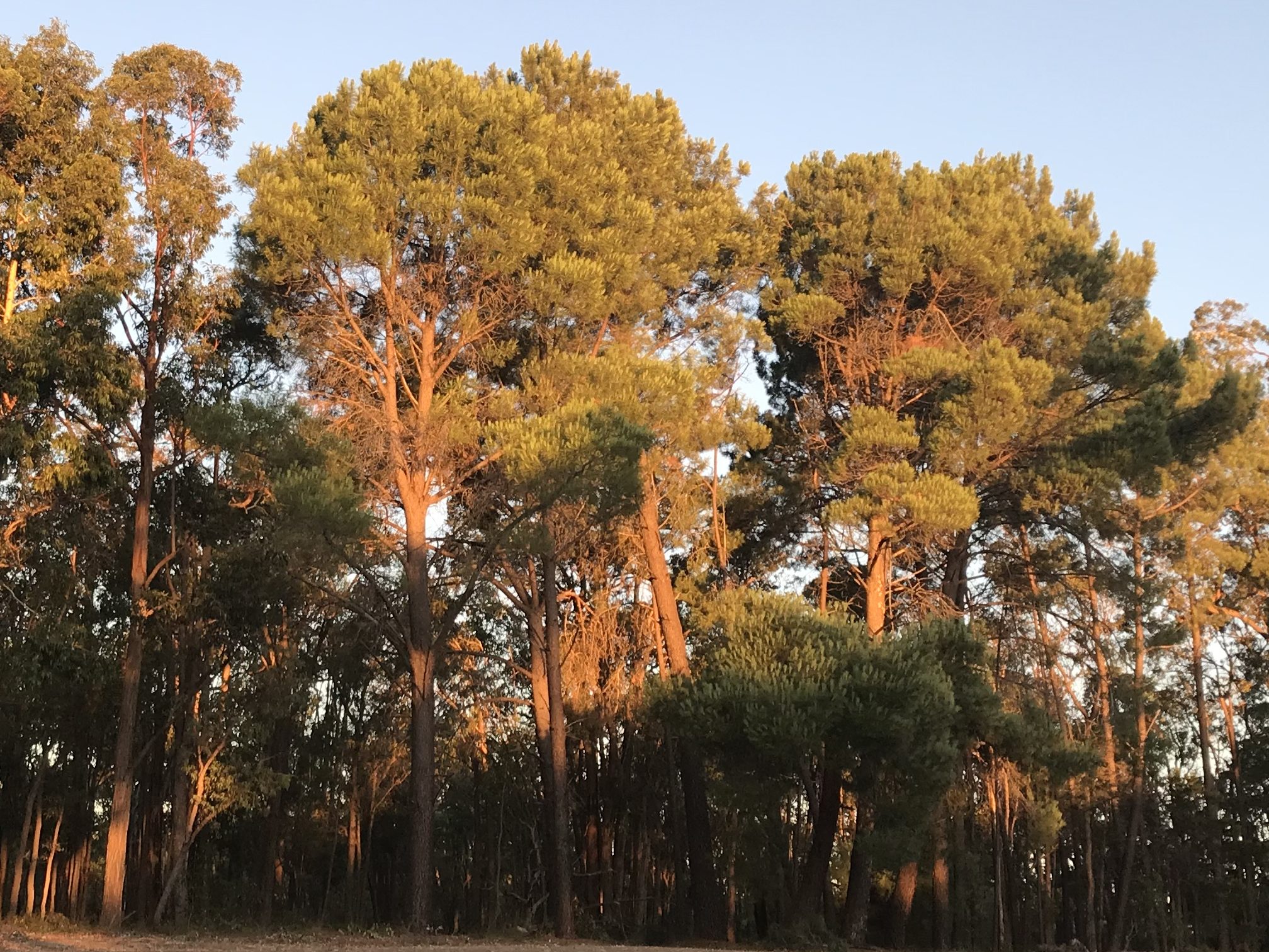 Trees in the evening light