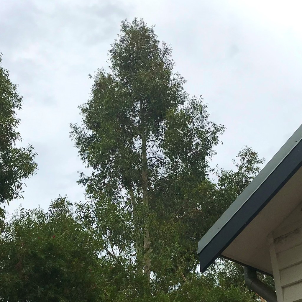 Tall tree near to the roof of a house